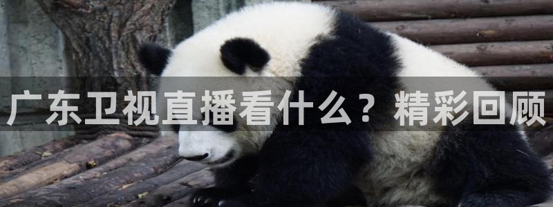 广东卫视直播看什么？精彩回顾
