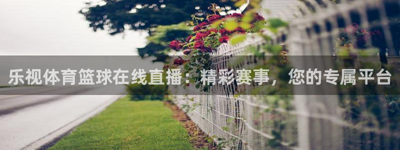 乐视体育篮球在线直播：精彩赛事，您的专属平台